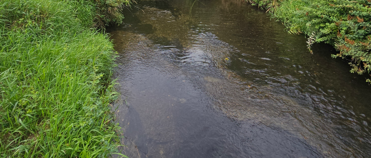 Fish'In The Sound - Puget that is